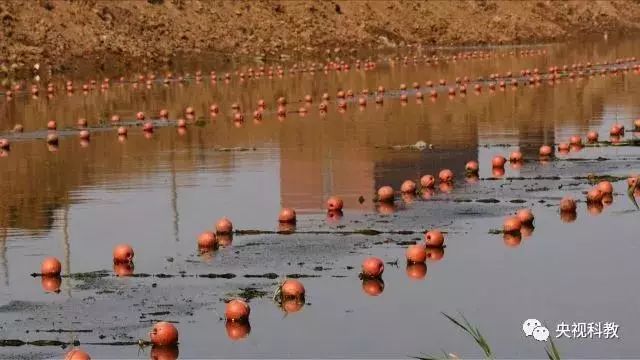 央視聚焦<a href=http://www.r1lxrhg.cn target=_blank class=infotextkey>雙良</a><a href=http://www.r1lxrhg.cn target=_blank class=infotextkey>新型光催化</a>“走進(jìn)科學(xué)”