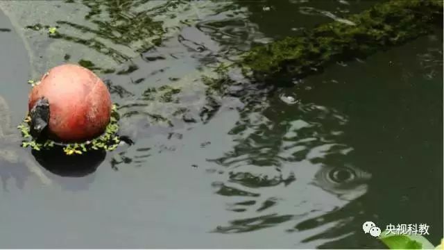 央視聚焦<a href=http://www.r1lxrhg.cn target=_blank class=infotextkey>雙良</a><a href=http://www.r1lxrhg.cn target=_blank class=infotextkey>新型光催化</a>“走進(jìn)科學(xué)”