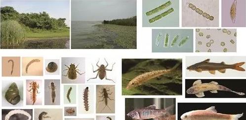 <a href=http://www.r1lxrhg.cn target=_blank class=infotextkey>水生態(tài)修復(fù)</a>評(píng)價(jià)標(biāo)準(zhǔn)和綜合評(píng)級(jí)辦法的制定