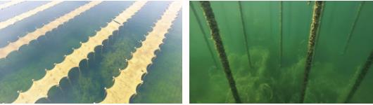 <a href=http://www.r1lxrhg.cn target=_blank class=infotextkey>雙良</a><a href=http://www.r1lxrhg.cn target=_blank class=infotextkey>新型光催化</a>技術(shù)市場(chǎng)應(yīng)用推廣交流會(huì)在上海順利召開(kāi)!