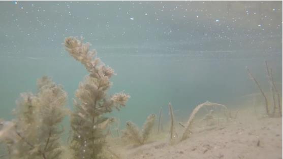 改善<a href=http://www.r1lxrhg.cn target=_blank class=infotextkey>水環(huán)境修復(fù)</a>水生態(tài)是我們的使命！