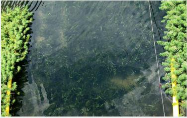 人工湖水生態(tài)系統(tǒng)的構(gòu)建方法(二)