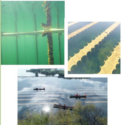 河湖生態(tài)修復(fù)中常利用生態(tài)浮島技術(shù)實(shí)現(xiàn)凈化水質(zhì)營(yíng)造景觀甚至收獲經(jīng)濟(jì)作物的效果。