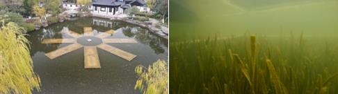 “水下森林”保護河湖！一文看懂清水型生態(tài)系統(tǒng)技術