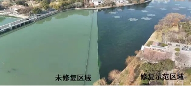 媒體聚焦｜修復(fù)水生態(tài)，波葉海菜花現(xiàn)身南京江寧